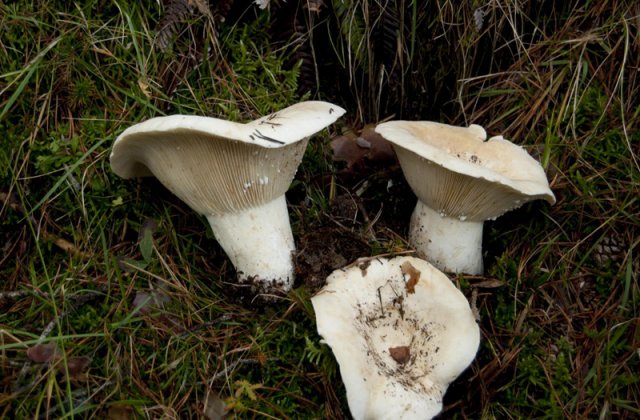 Lactarius controversus